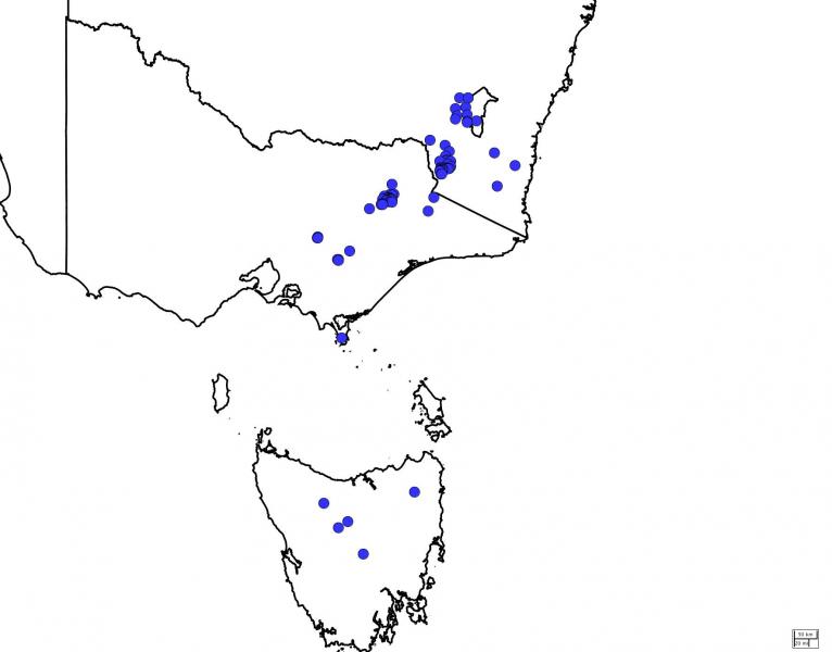 Generated on 23 July 2012, copyright Australia’s Virtual Herbarium