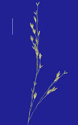 Inflorescence (scanned specimen) © Queensland Herbarium by Will Smith