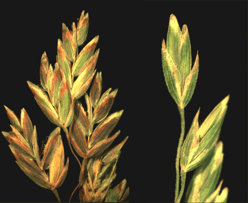 Detail of inflorescence and spikelet (photo) © Watson and Dallwitz 1989