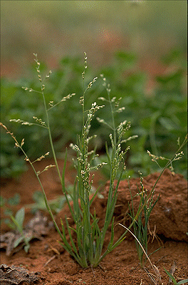 Habit (photo) © S. Jacobs