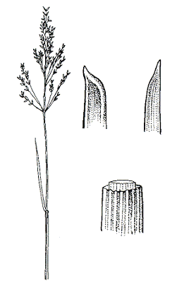 Culm, leaf apex and section of culm (line drawing) © Flora of Victoria pg 429