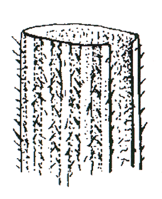 Section of leaf blade (line drawing) © Flora of Victoria pg 429