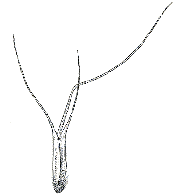 Spikelet (line drawing) © Australian Biological Resources Study drawing by Nicola Oram