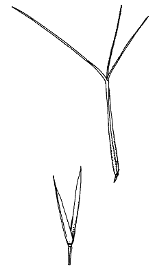 Spikelet (line drawing) © Simon 1992 by Will Smith A. queenslandica var. queenslandica