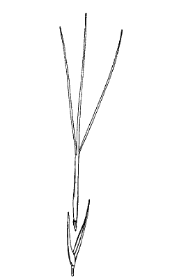 Spikelet (line drawing) © Simon 1992 by Will Smith