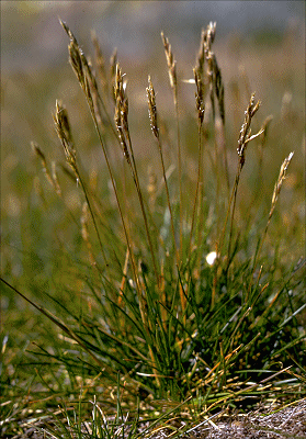 Habit (photo) © ANBG photo C. Totterdell