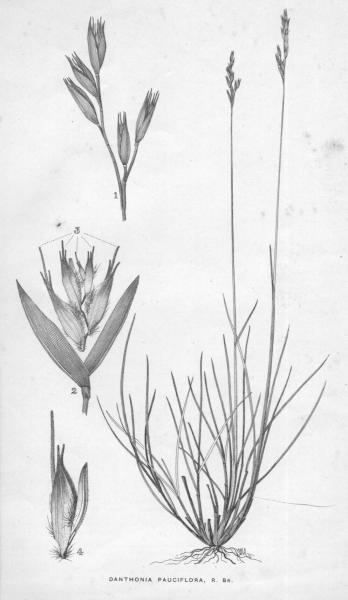 Habit and detail (line drawing) Maiden