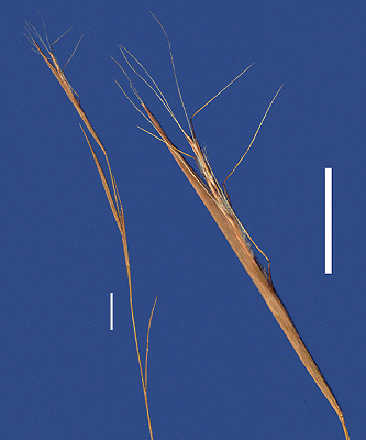 Inflorescence and detail of inflorescence (scanned specimen) © Queensland Herbarium by Will Smith