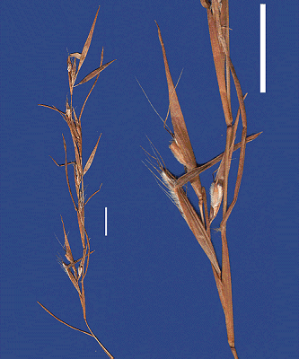 Inflorescence and detail of inflorescence (scanned specimen) © Queensland Herbarium by Will Smith