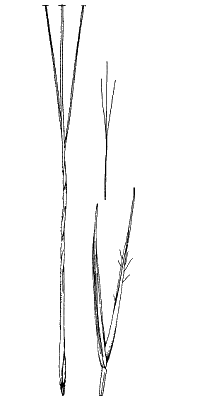 Spikelet (line drawing) © Simon 1992 by Will Smith