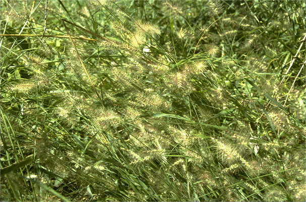 Habit (photo) © B. Carter