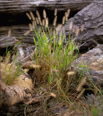 Habit (photo) © M.Fagg