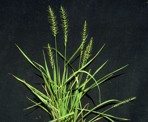 Habit (photo) © E.Anderson