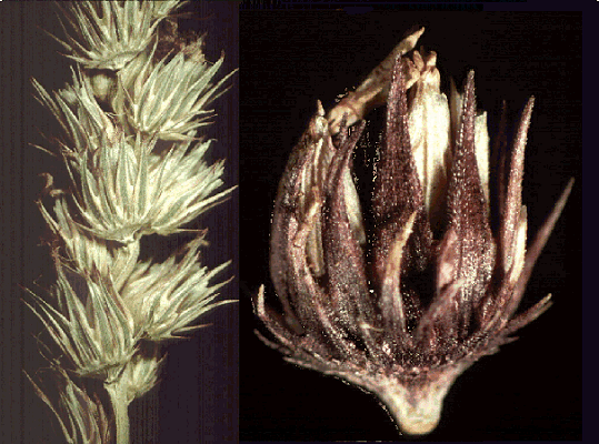 Details of inflorescence and old spikelet (photo) © Watson and Dallwitz 1998
