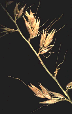 Inflorescence detail (photo) © Watson and Dallwitz 1989