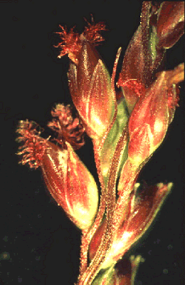 Inflorescence detail (photo) © Watson and Dallwitz 1989