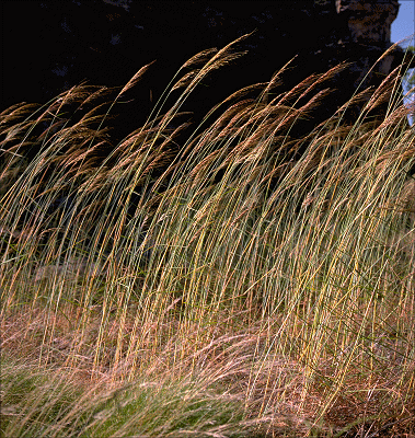 Habit (photo) © M.Fagg