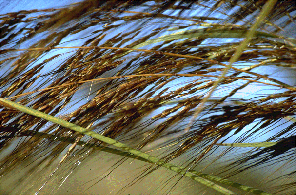 Detail of inflorescence (photo) © B. Carter