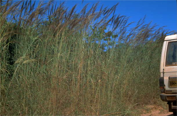 Habit (photo) © B. Carter