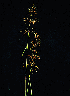 Inflorescence (photo) © E.Anderson