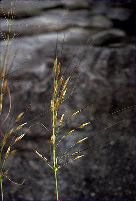 Inflorescence (photo) © ANBG photo J. Wrigley