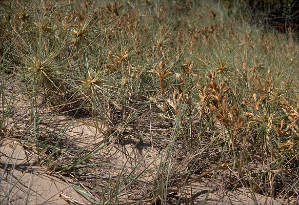 Habit (photo) © M.Fagg