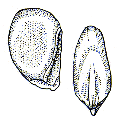 Caryopsis (line drawing) © Simon and Jacobs 1999 drawn by Will Smith