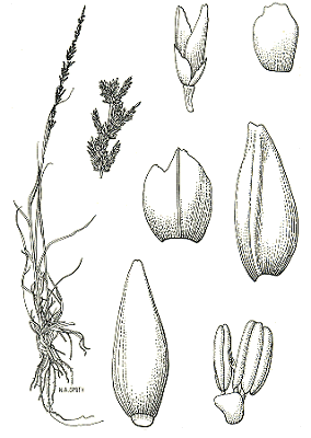 Habit and details (line drawing) © Simon 1993 by Will Smith