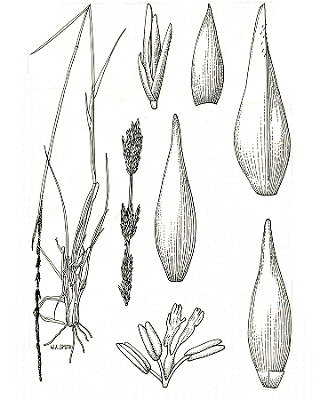 Habit and details (line drawing) © Simon 1993 by Will Smith