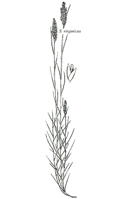 Habit and details (line drawing) © Gardner 1952