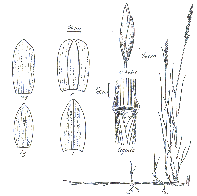 Habit and details (line drawing) © Darwin Herbarium by Monika Osterkamp Madsen