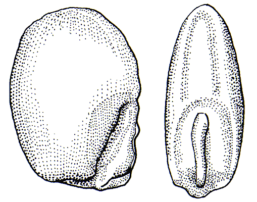 Caryopsis (line drawing) © Simon and Jacobs 1999 drawn by Will Smith