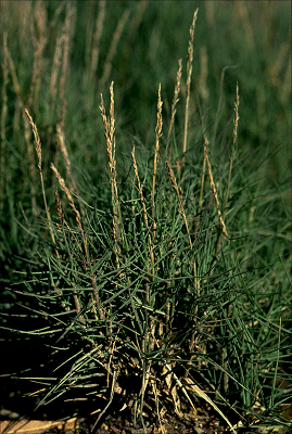 Habit (photo) © S. Jacobs