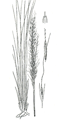 Habit and details (line drawing) © Gardner 1952