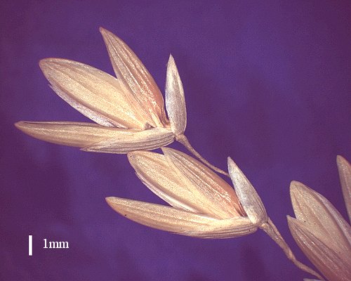 Spikelet (photo) © Queensland Herbarium AQ 307539 by D.Sharp