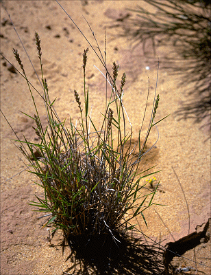 Habit (photo) © M.Fagg