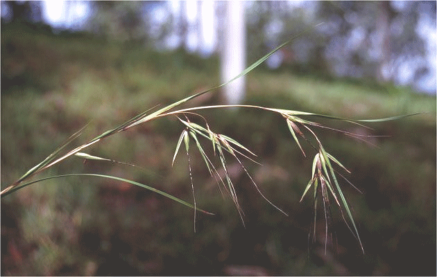 Inflorescences (photo) © D. Sharp