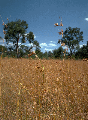 Habit (photo) © M.Fagg