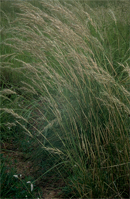 Habit (photo) © B. Carter