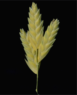 Spikelets (photo) © J. Mant