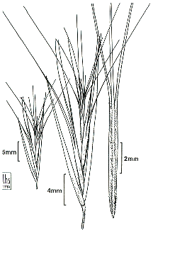 Spikelets and lemma (line drawing) Lazarides 1997b drawn by L.Spindler