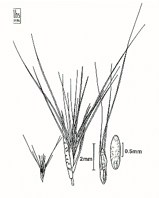Spikelet, floret, grain (line drawing) Lazarides 1997b drawn by L.Spindler