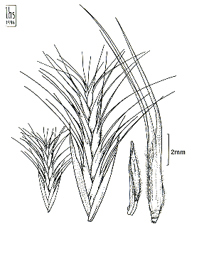 Spikelet, palea, lemma (line drawing) Lazarides 1997b drawn by L.Spindler