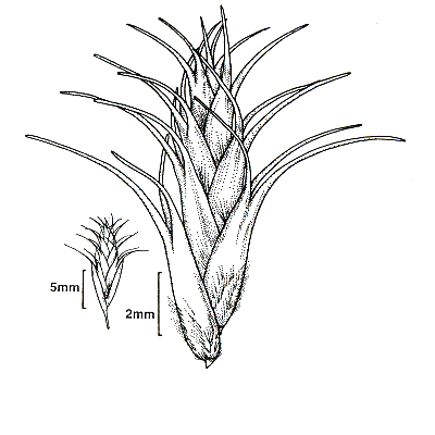 spikelet and florets (lemmas) (line drawing) Lazarides 1997b drawn by L.Spindler