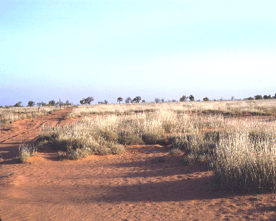 Habit (photo) © Queensland Herbarium photographer unknown