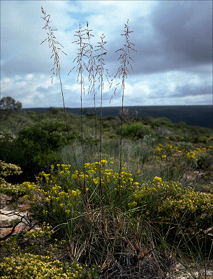 Habit (photo) © M.Fagg