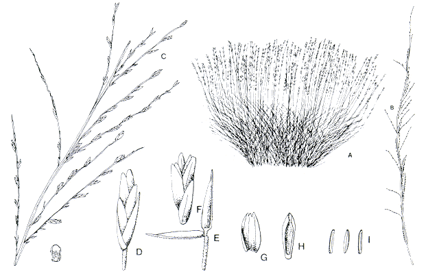 Habit and details (line drawing) © Simon 1992d drawn by W.Smith