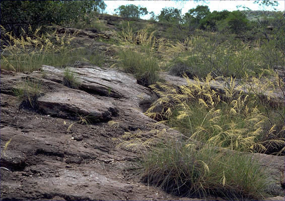 Habit (photo) © ANBG photo J. Wrigley