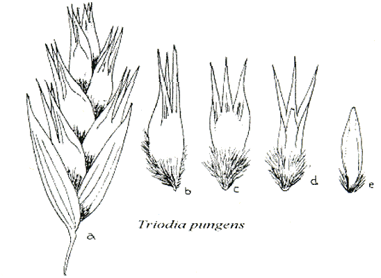 Habit and details (line drawing) © Gardner 1952