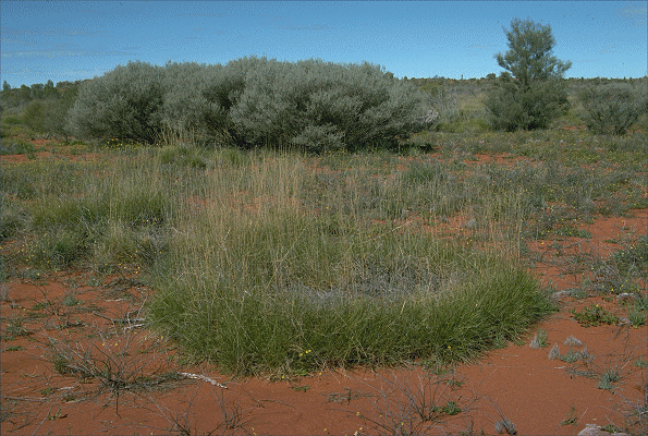 Habit (photo) © J. Palmer